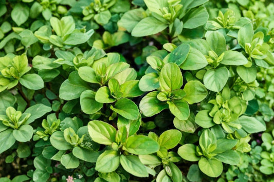 Mint Basil Live Plant | Ocimum basilicum | Aromatic Culinary Herb Starter Plant for Tea & Cooking