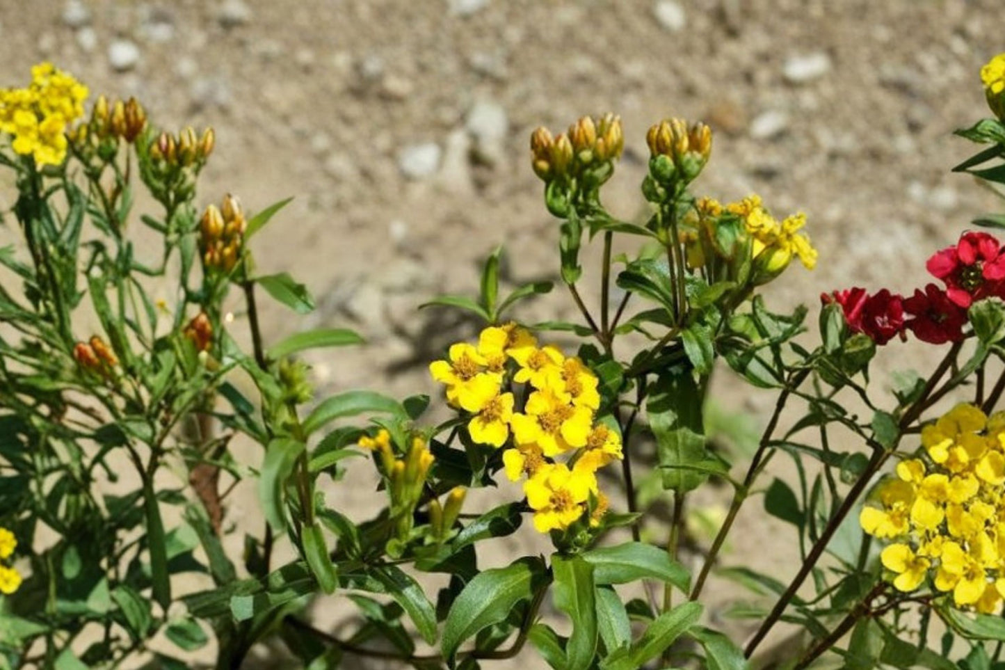 Mexican Tarragon Live Plant | Tagetes lucida | Sweet Anise Herb Starter Plant for Tea & Cooking