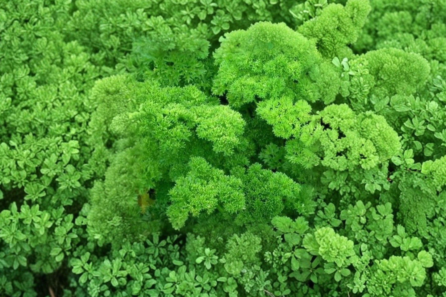 Curled Parsley Live Plant | Petroselinum crispum var. crispum | Culinary Herb Starter Plant