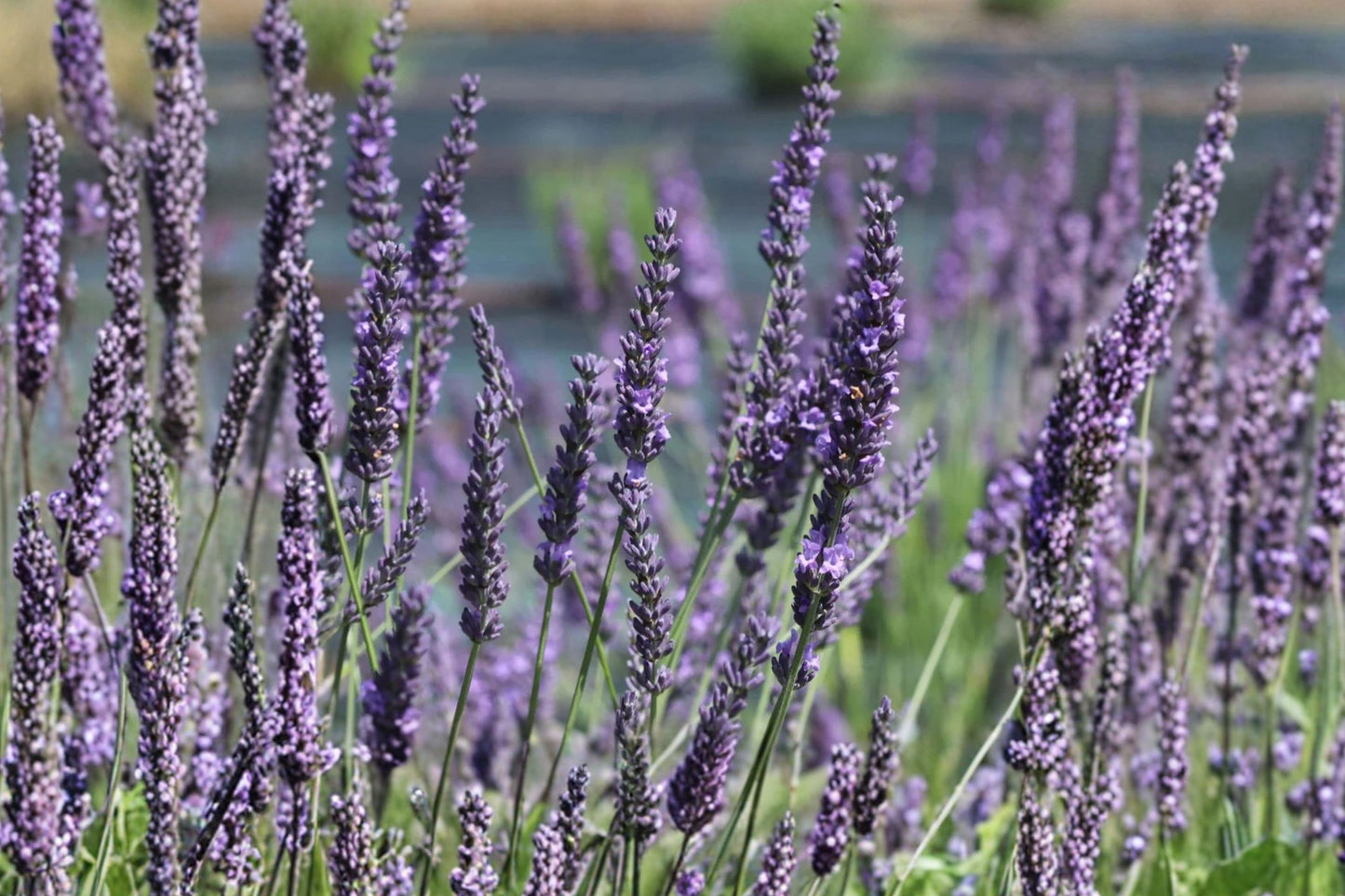 Grosso Lavender Live Plant | Lavandula × intermedia 'Grosso' | Fragrant Lavender Starter Plant