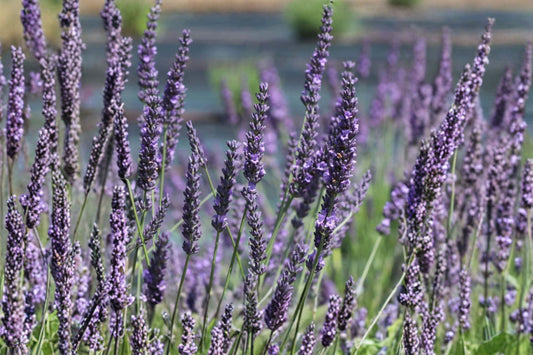 Grosso Lavender Live Plant | Lavandula × intermedia 'Grosso' | Fragrant Lavender Starter Plant