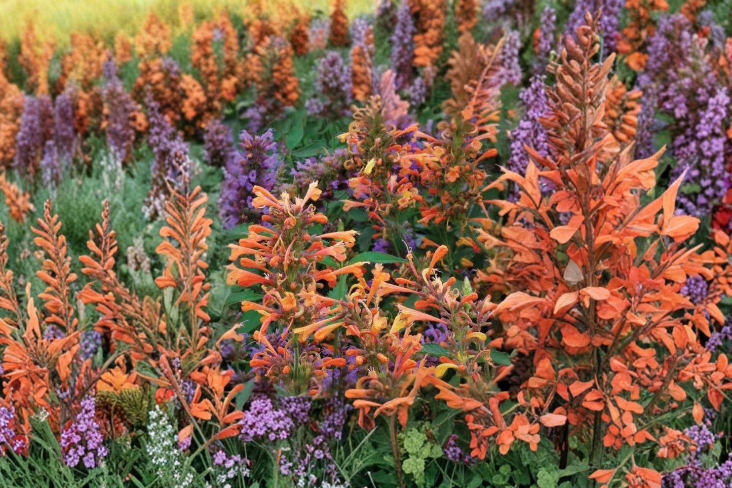 Agastache Coronado Live Plant | Hummingbird Mint | Pollinator Perennial Starter Plant