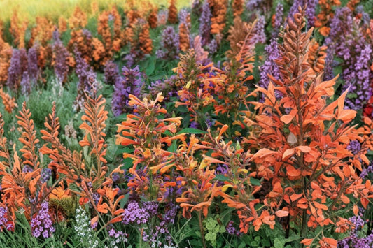 Agastache Coronado Live Plant | Hummingbird Mint | Pollinator Perennial Starter Plant
