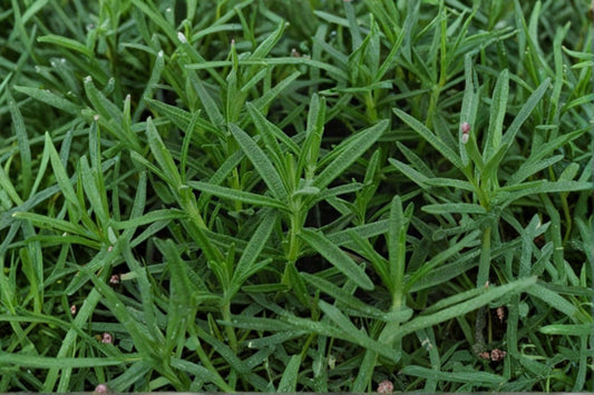 Gorizia Rosemary Live Plant | Salvia rosmarinus 'Gorizia' | Large Leaf Culinary Herb Starter Plant