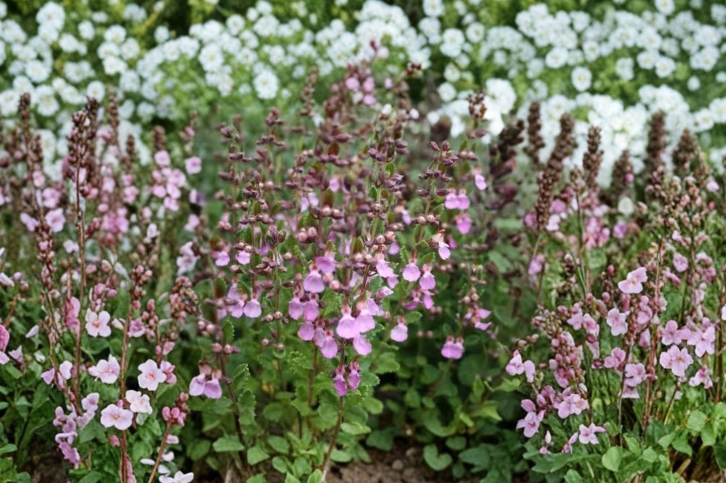 Germander Live Plant | Teucrium chamaedrys | Evergreen Ornamental Herb Starter Plant