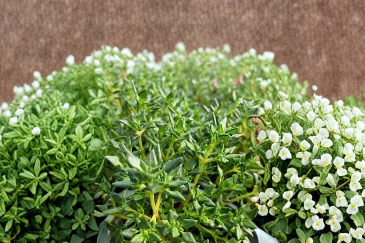 Rose Scented Thyme Live Plant | Thymus | Fragrant Culinary Herb Starter Plant