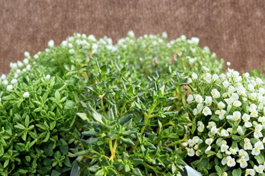 Rose Scented Thyme Live Plant | Thymus | Fragrant Culinary Herb Starter Plant