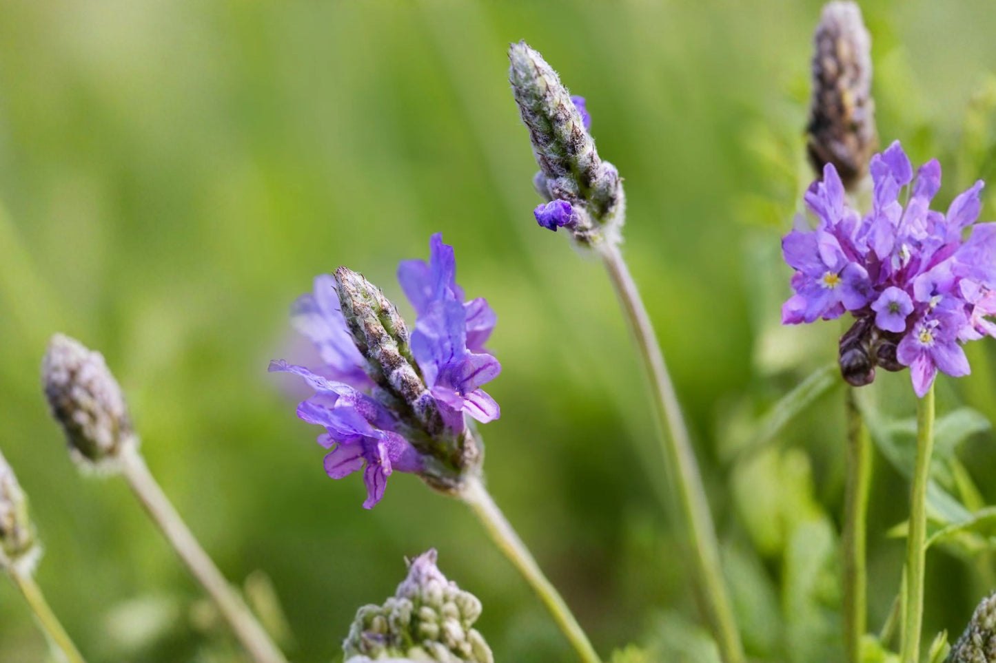 Fern Leaf Lavender Live Plant | Lavandula pinnata | Fragrant Herb Garden Starter Plant