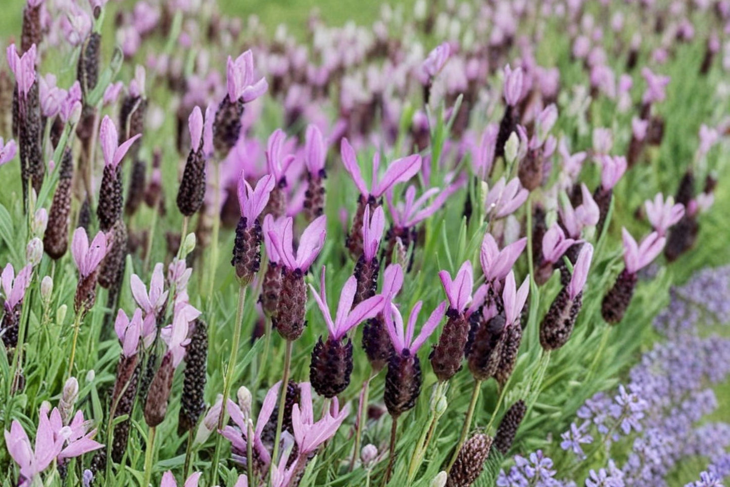 French Lavender Live Plant | Lavandula dentata | Fragrant Evergreen Herb Starter Plant