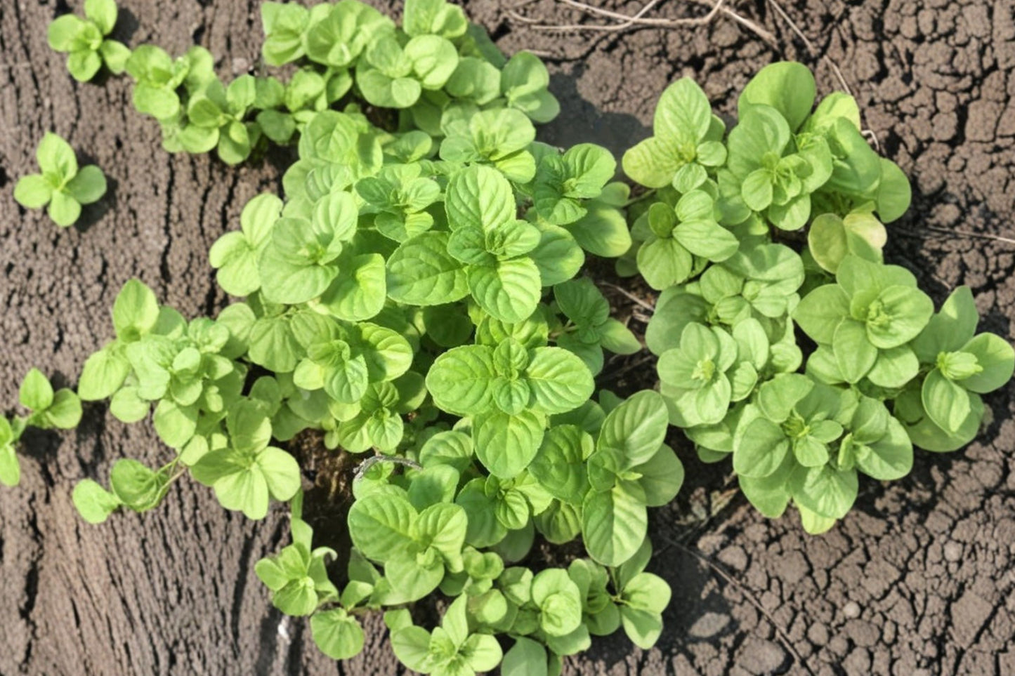 Japanese Field Mint Live Plant | Mentha arvensis var. piperascens | Aromatic Culinary Herb Starter Plant