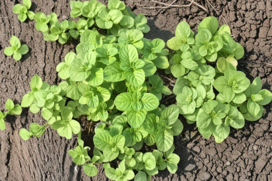 Japanese Field Mint Live Plant | Mentha arvensis var. piperascens | Aromatic Culinary Herb Starter Plant