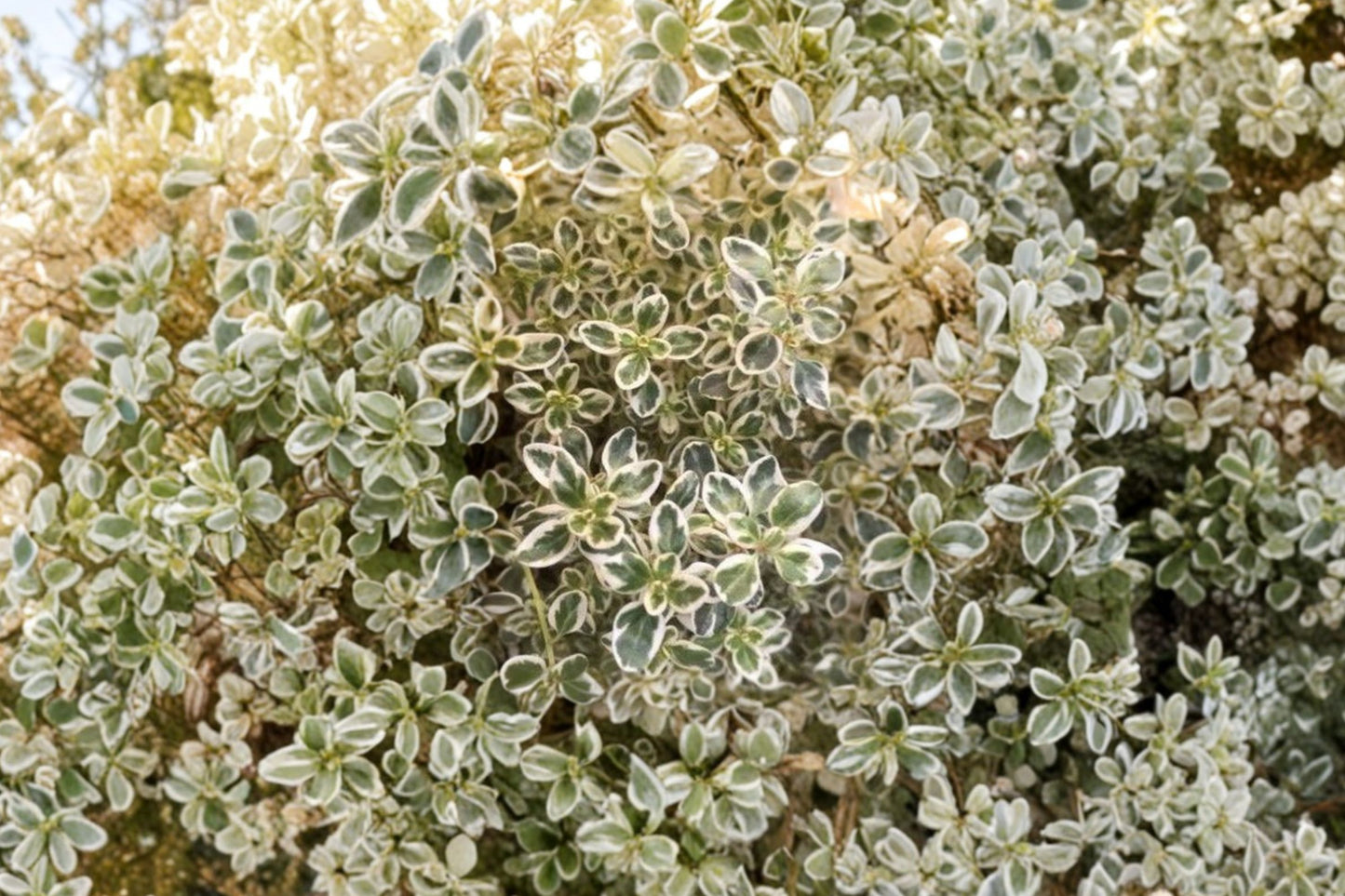 Sparkling Bright Thyme Live Plant | Thymus 'Sparkling Bright' | Variegated Fragrant Herb Starter Plant