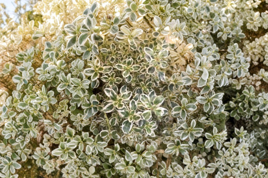 Sparkling Bright Thyme Live Plant | Thymus 'Sparkling Bright' | Variegated Fragrant Herb Starter Plant