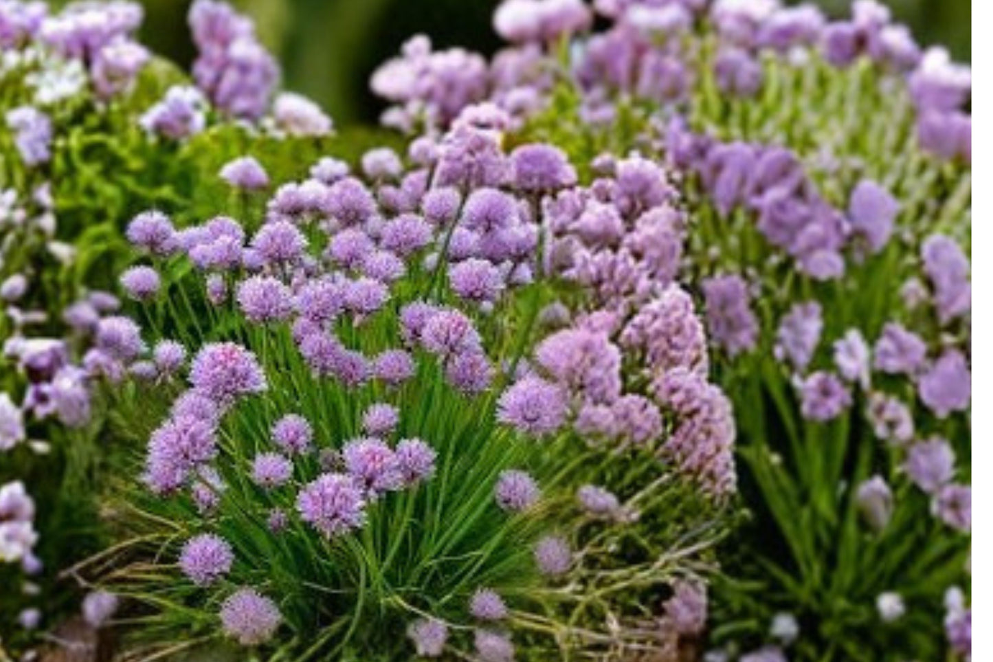 Chives Live Plant | Allium schoenoprasum | Culinary Herb Starter Plant for Cooking & Herb Gardens