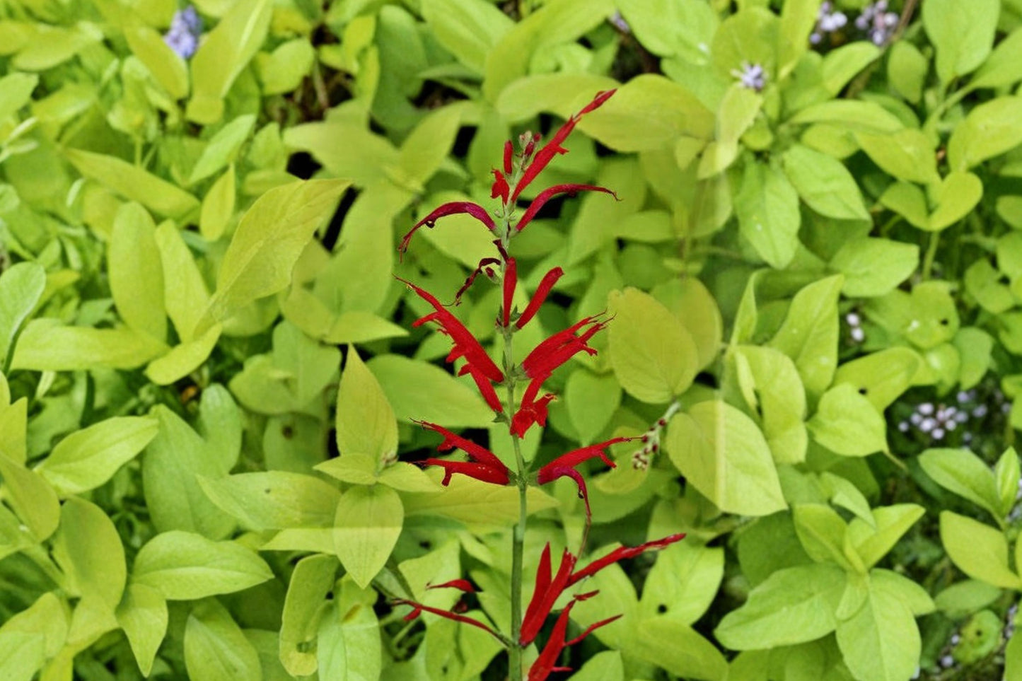 Golden Pineapple Sage Live Plant | Salvia elegans 'Golden Delicious' | Fragrant Herb Starter Plant