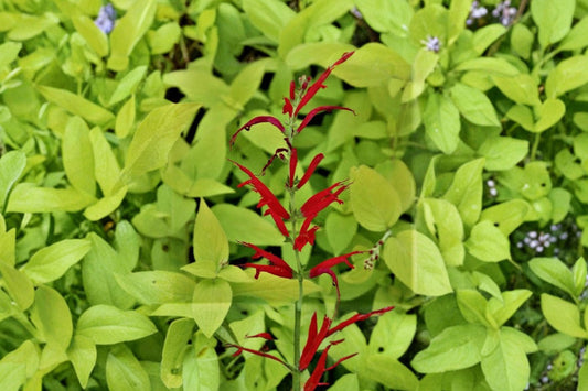 Golden Pineapple Sage Live Plant | Salvia elegans 'Golden Delicious' | Fragrant Herb Starter Plant