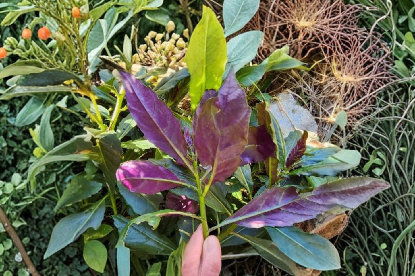 Okinawan Spinach Live Plant | Gynura bicolor | Nutritious Edible Leaf Starter Plant