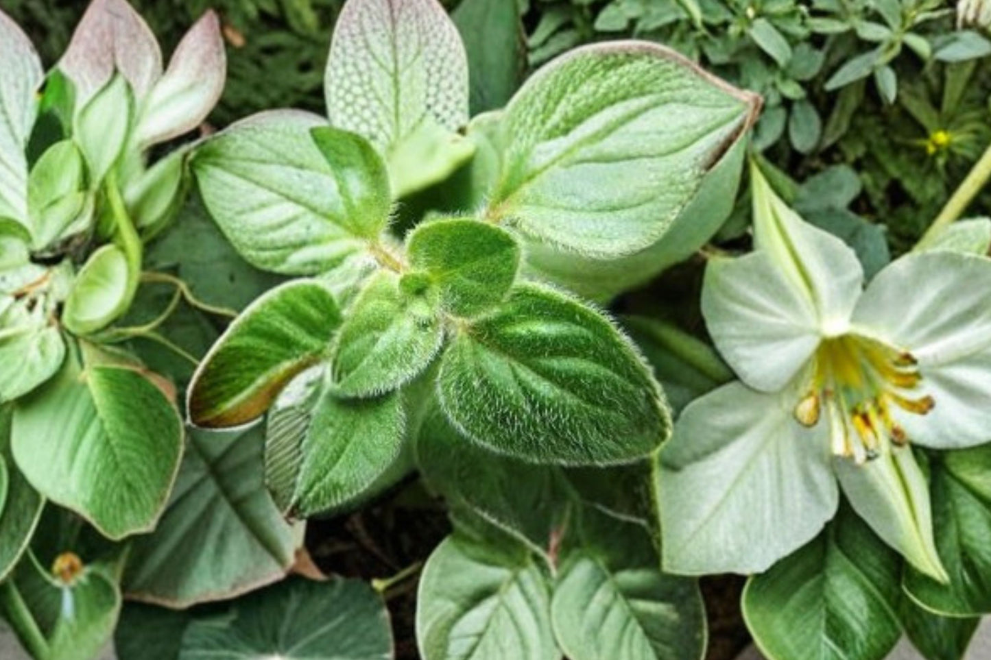 Italian Oregano Live Plant | Origanum × majoricum | Aromatic Culinary Herb Starter Plant