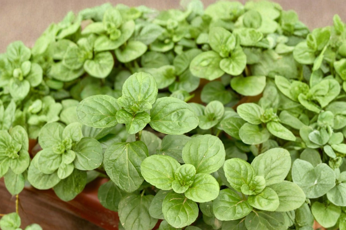 Eau De Cologne Mint Live Plant | Mentha | Fragrant Citrus Mint Herb Starter Plant
