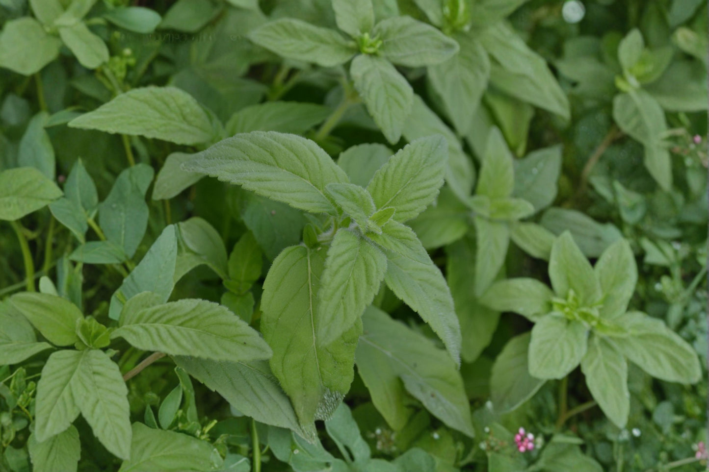 Banana Mint Live Plant | Mentha arvensis 'Banana' | Fruity Aromatic Herb Starter Plant