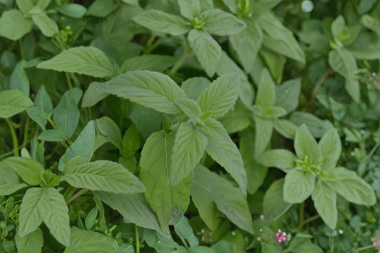 Banana Mint Live Plant | Mentha arvensis 'Banana' | Fruity Aromatic Herb Starter Plant
