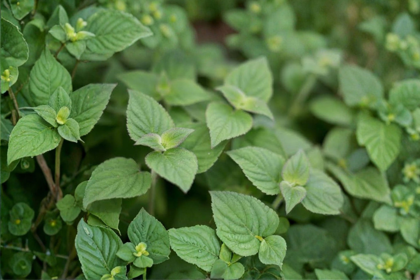Grapefruit Mint Live Plant | Mentha Hybrid | Citrus-Scented Culinary Herb Starter Plant