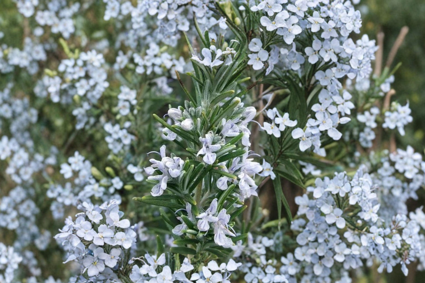 Madeline Hill Rosemary Live Plant | Salvia rosmarinus 'Madeline Hill' | Cold Hardy Culinary Herb Starter