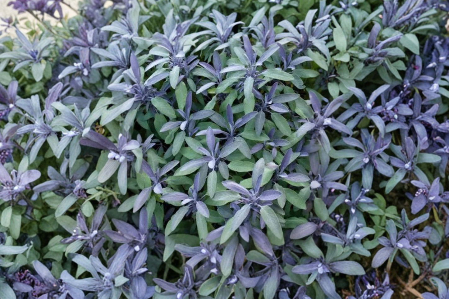 Purple Sage Live Plant | Salvia officinalis 'Purpurascens' | Aromatic Culinary Herb Starter Plant