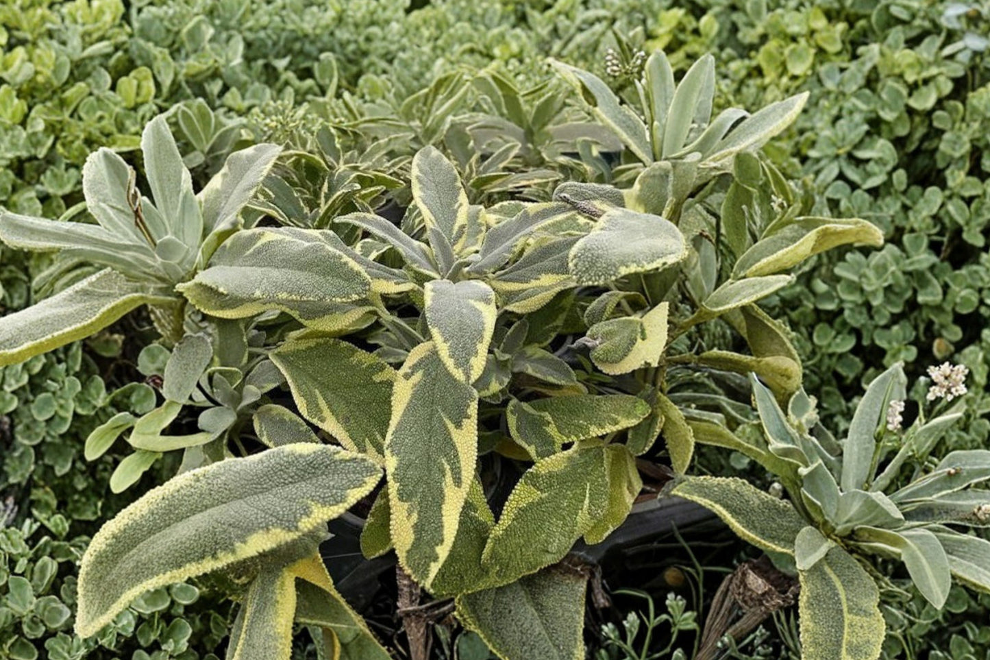 Variegated Berggarten Sage Live Plant | Salvia officinalis 'Variegata' | Fragrant Culinary Herb Starter Plant
