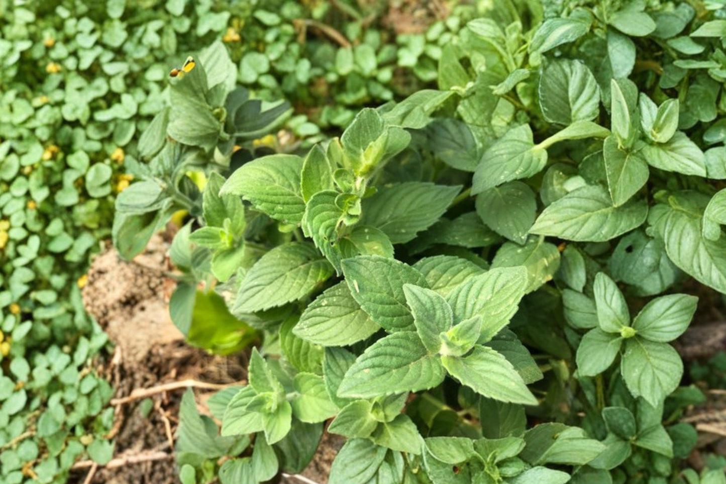 Hillary's Sweet Lemon Mint Live Plant | Mentha Hybrid | Citrus-Scented Culinary Herb Starter Plant