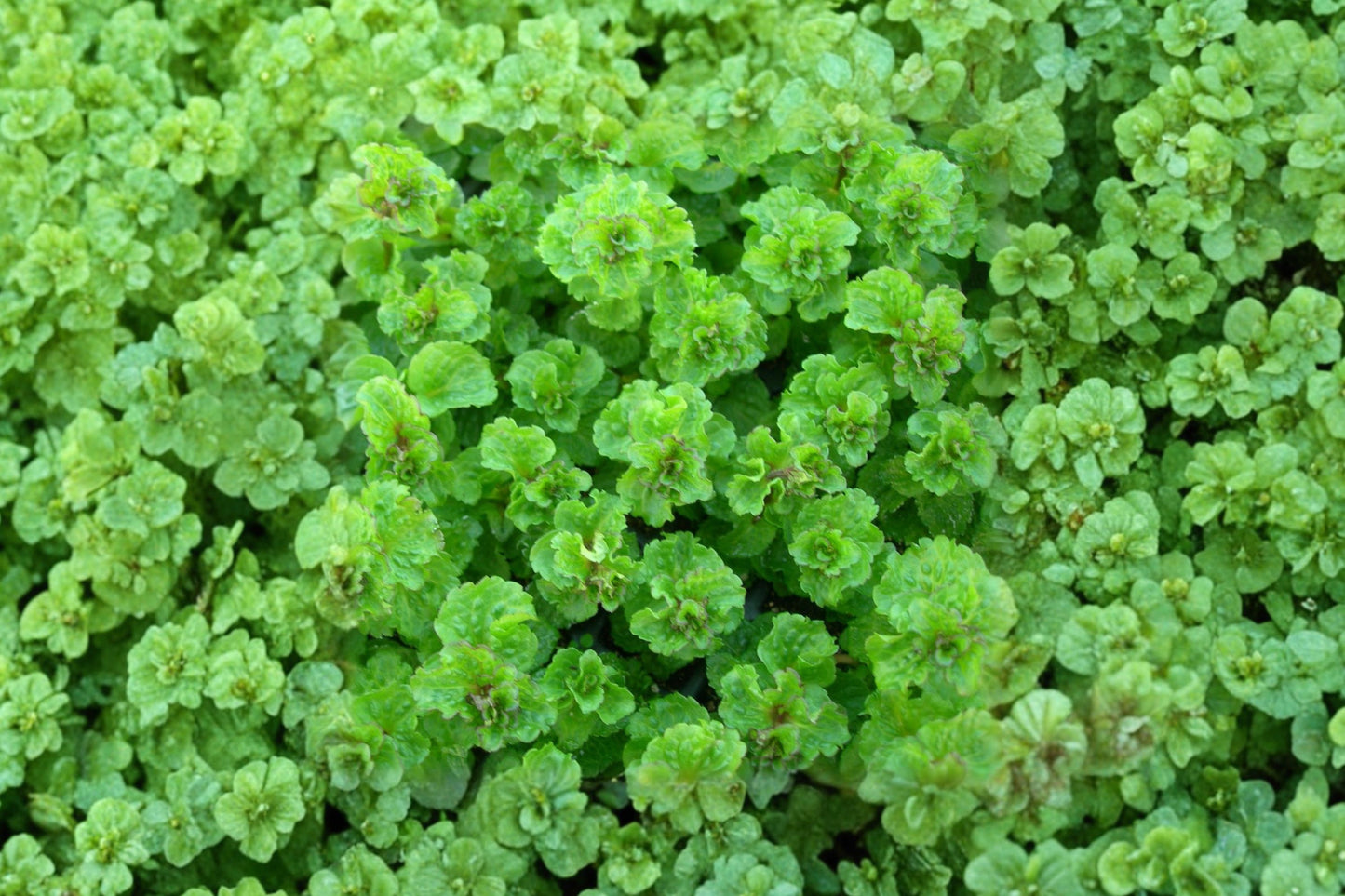 Crispa Curled Spearmint Live Plant | Mentha spicata 'Crispa' | Aromatic Culinary Herb Starter Plant