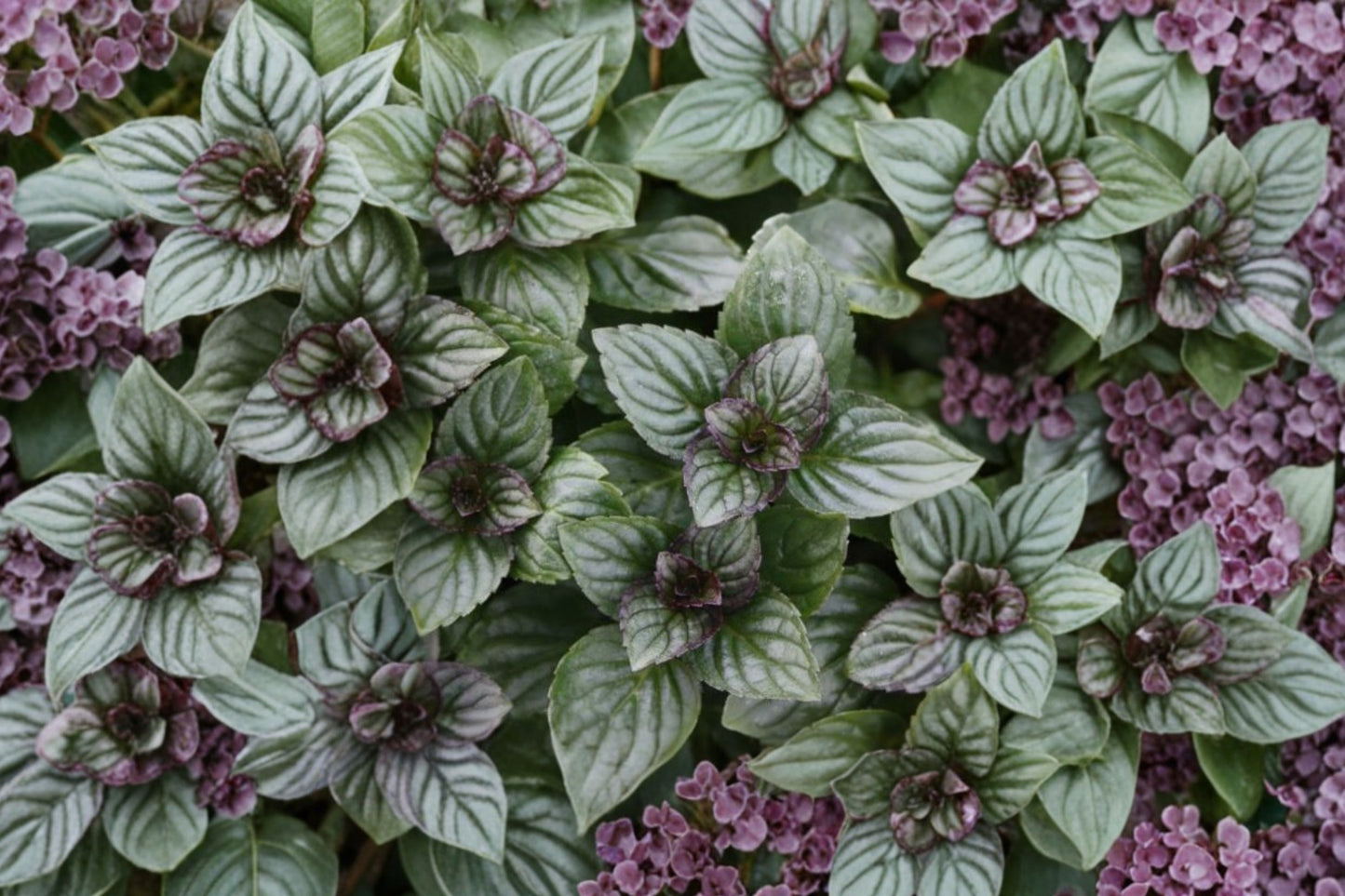 After Eight Chocolate Mint Live Plant | Mentha × piperita 'After Eight' | Aromatic Herb Starter Plant