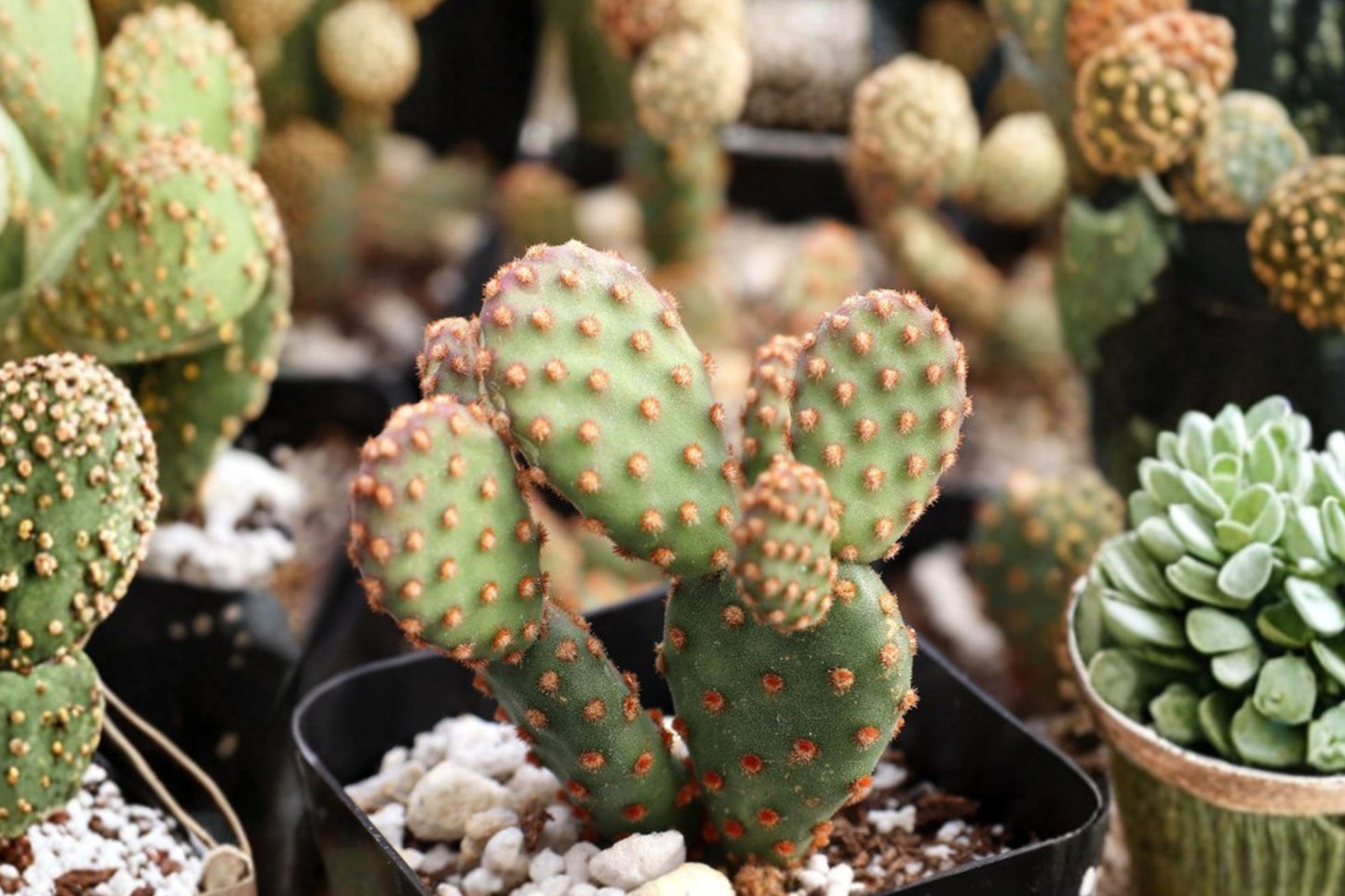 Opuntia Rufida Minima Monstrose Live Cactus | Rare Monstrose Prickly Pear Starter Plant | Succulent