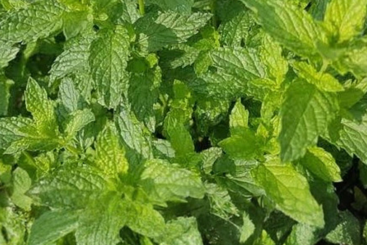 Moroccan Mint Live Plant | Mentha spicata var. crispa | Spearmint Herb Starter Plant for Tea & Cooking