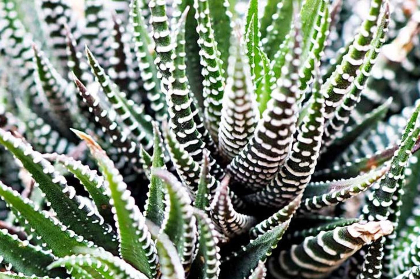 Haworthia ubomboensis Live Succulent | Rare Zebra Haworthia Starter Plant | Easy Care Houseplant