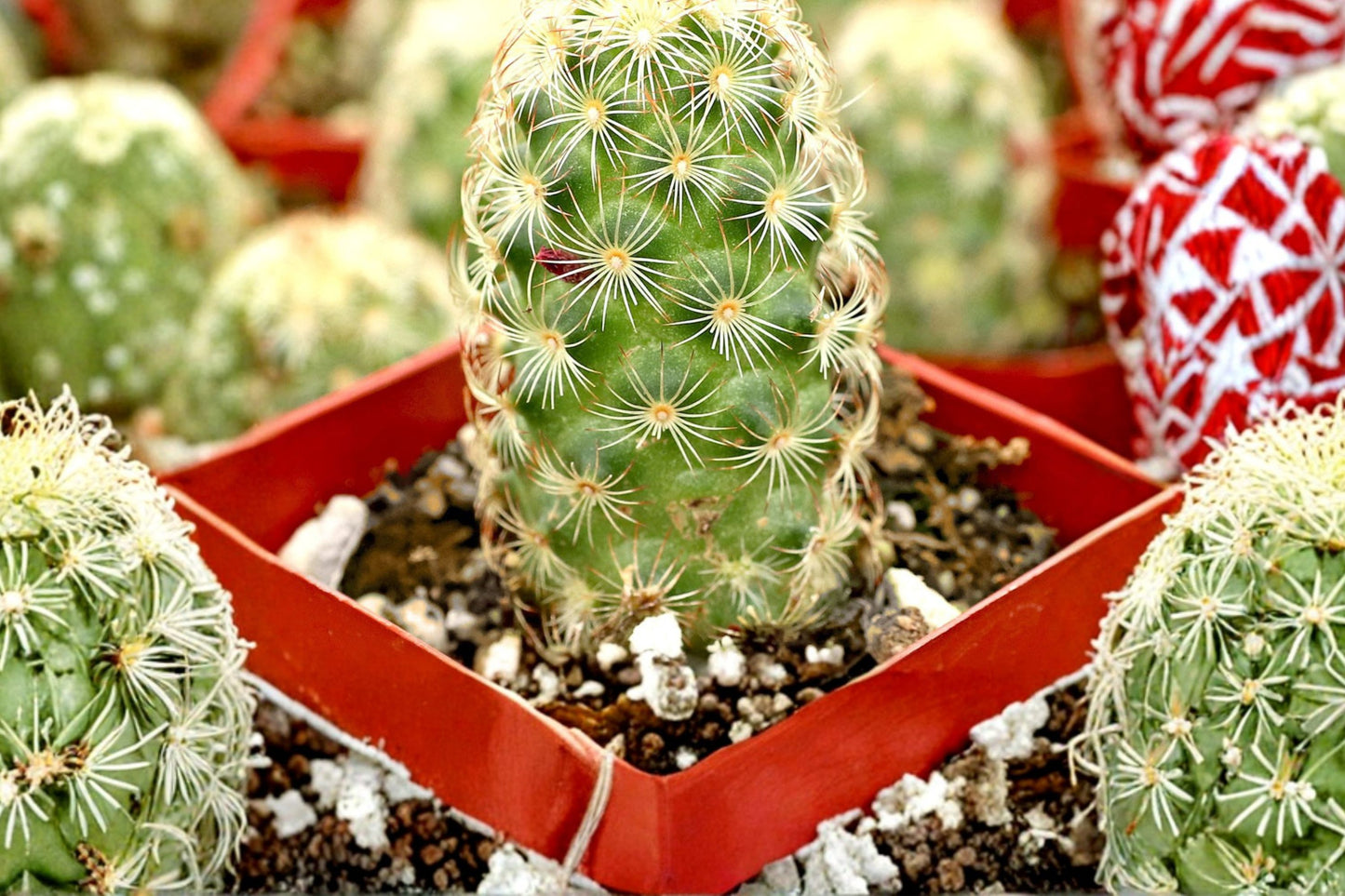 Ladyfinger Cactus Live Plant | Mammillaria elongata | Golden Lace Cactus Succulent Starter Plant