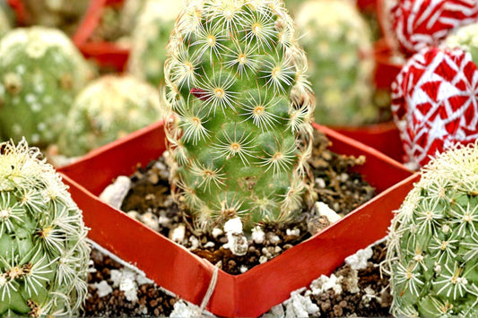 Ladyfinger Cactus Live Plant | Mammillaria elongata | Golden Lace Cactus Succulent Starter Plant