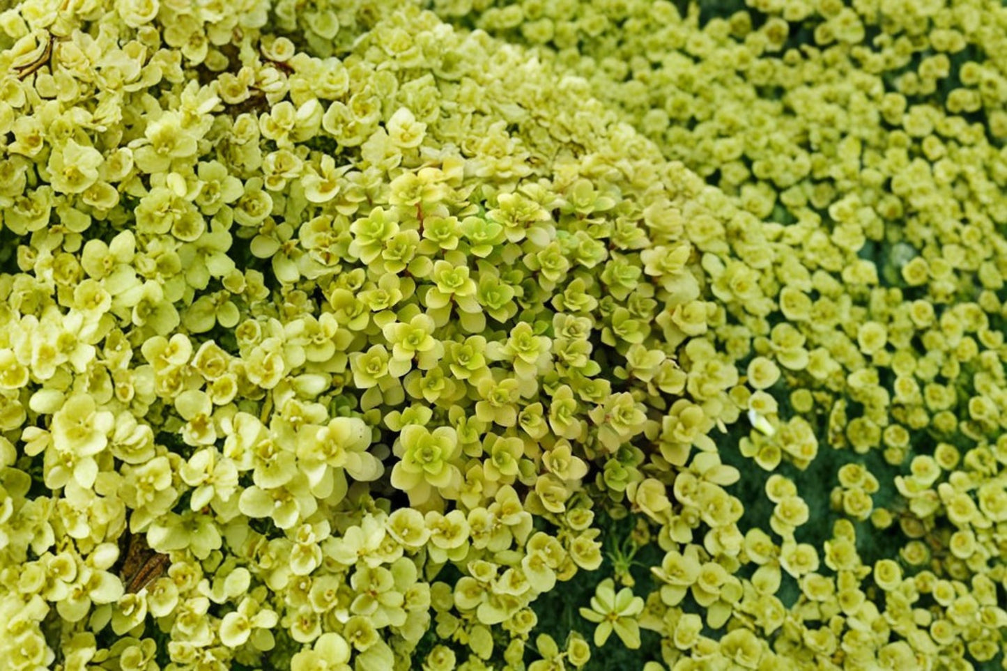 Sedum 'Ogon' Live Plant | Sedum makinoi 'Ogon' | Golden Japanese Stonecrop Starter Succulent