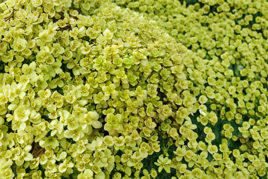 Sedum 'Ogon' Live Plant | Sedum makinoi 'Ogon' | Golden Japanese Stonecrop Starter Succulent