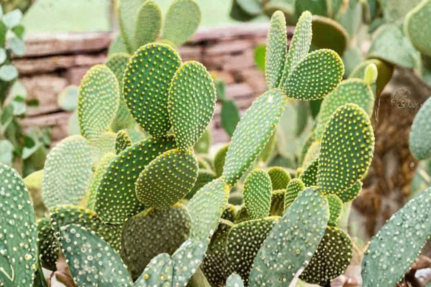 Bunny Ears Cactus Live Plant | Opuntia microdasys 'Alba' | White Bunny Ear Cactus Starter Succulent