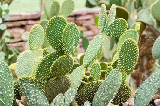 Bunny Ears Cactus Live Plant | Opuntia microdasys 'Alba' | White Bunny Ear Cactus Starter Succulent