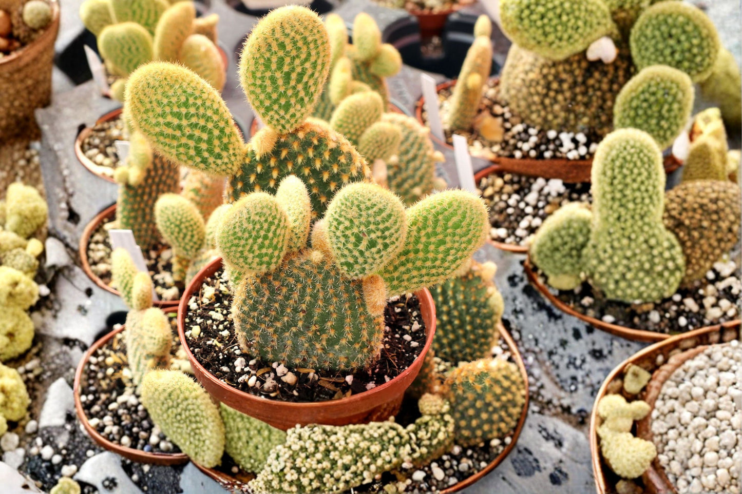 Yellow Bunny Ears Cactus Live Plant | Opuntia microdasys | Golden Bunny Ear Cactus Starter Succulent