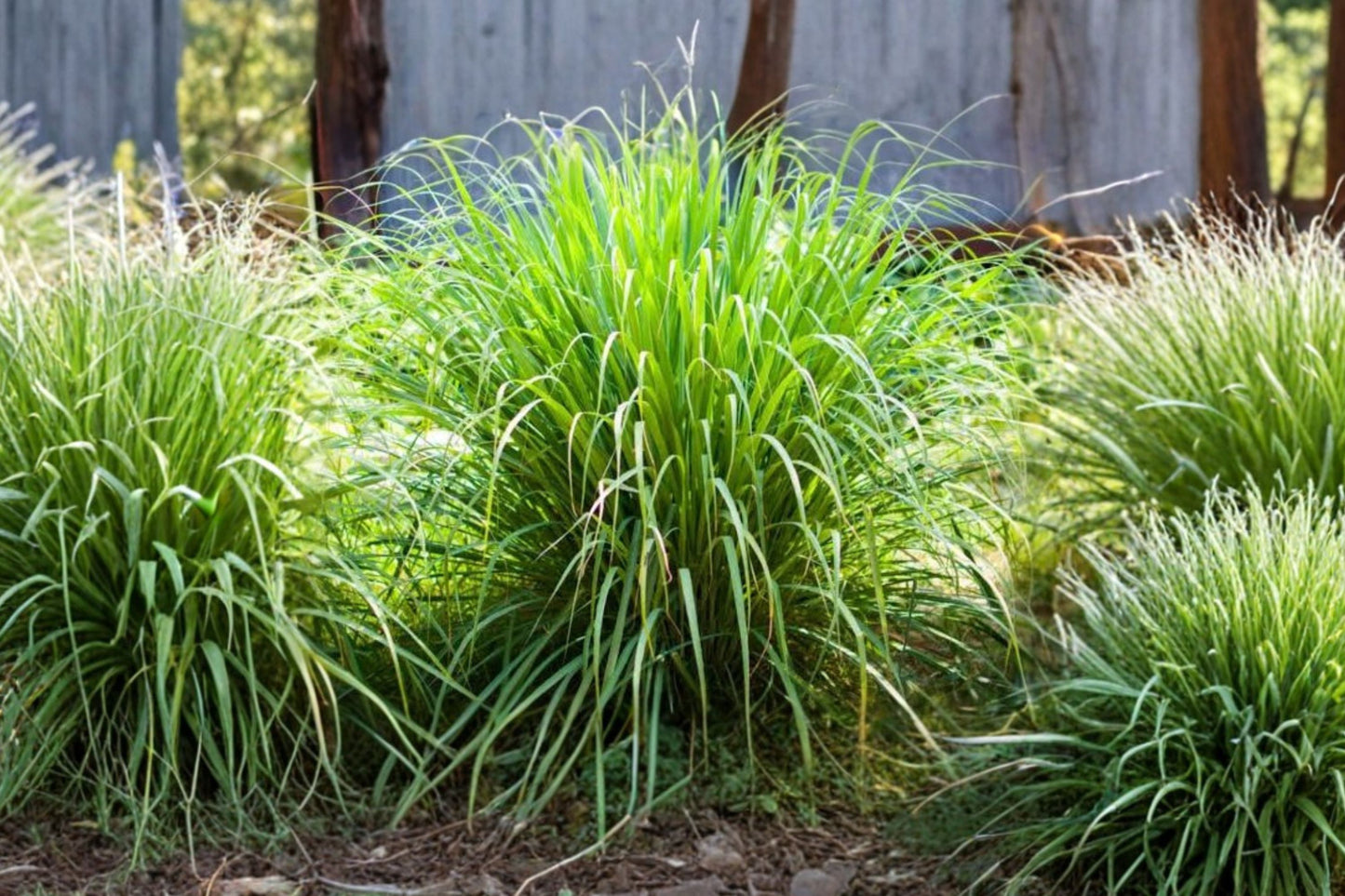East Indian Lemongrass Live Plant | Cymbopogon flexuosus | Aromatic Culinary Herb Starter Plant