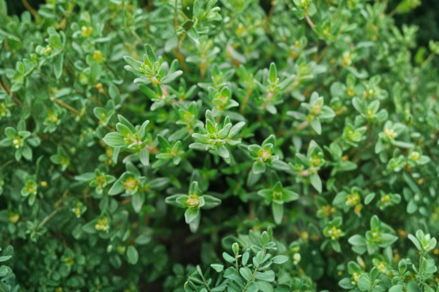 Lavender Thyme Live Plant | Thymus vulgaris 'Lavender' | Fragrant Culinary Herb Starter Plant