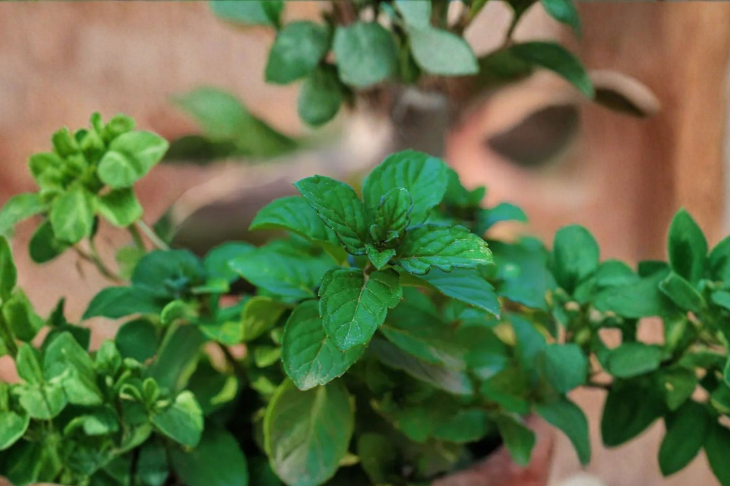 Berries Mint Live Plant | Mentha Hybrid | Berry-Scented Culinary Herb Starter Plant