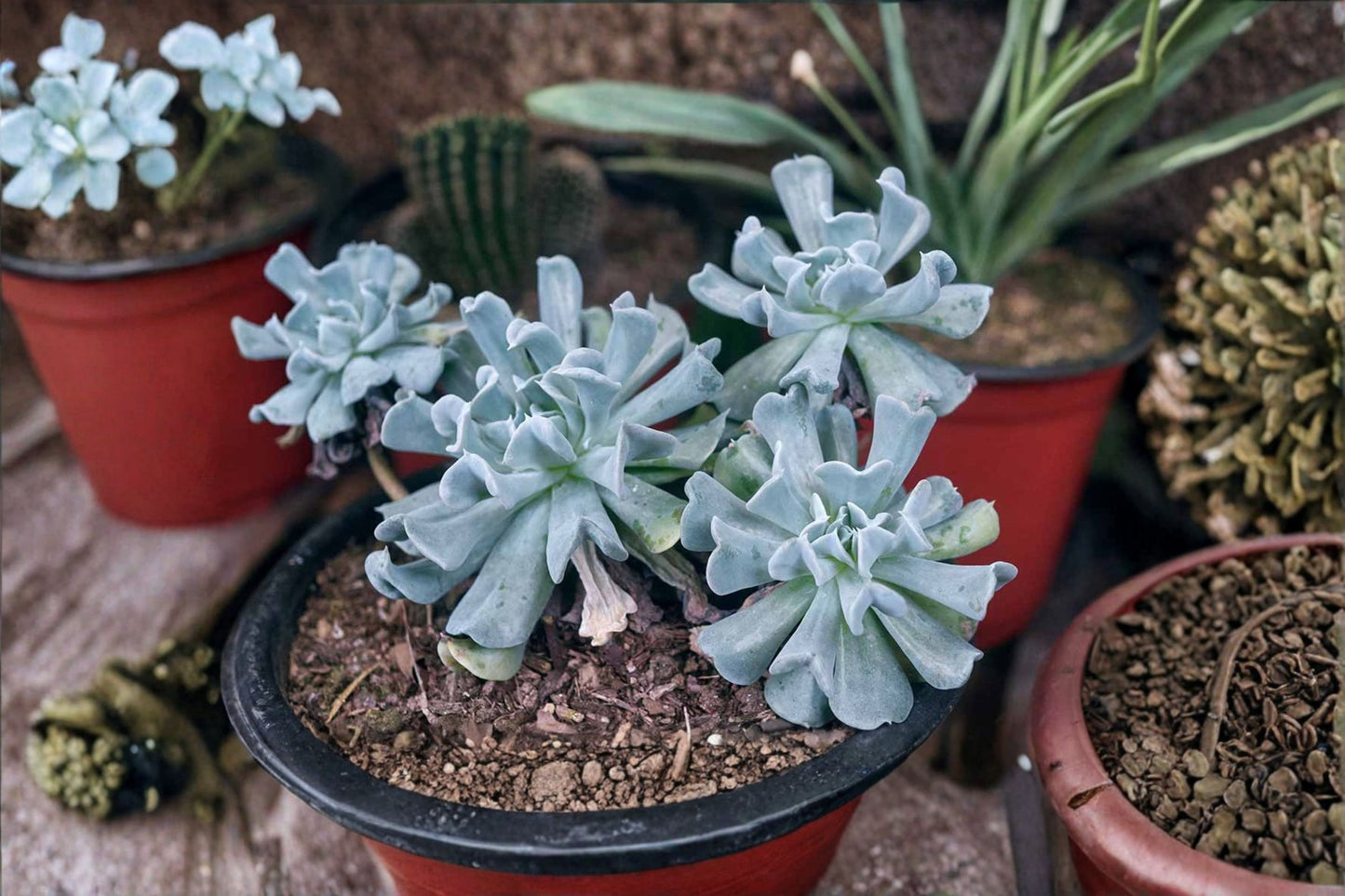 Topsy Turvy Echeveria Live Plant | Echeveria runyonii 'Topsy Turvy' | Blue Rosette Succulent Starter