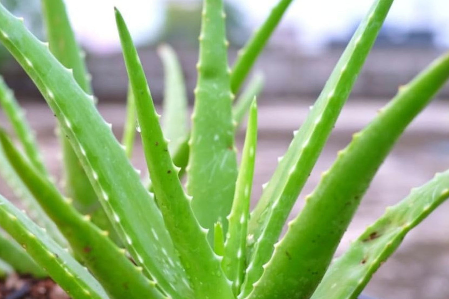 Aloe Live Plant | Aloe Species | Easy Care Succulent Starter Plant for Indoor & Outdoor Growing