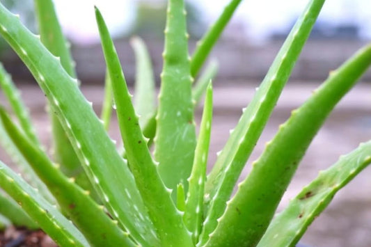 Aloe Live Plant | Aloe Species | Easy Care Succulent Starter Plant for Indoor & Outdoor Growing