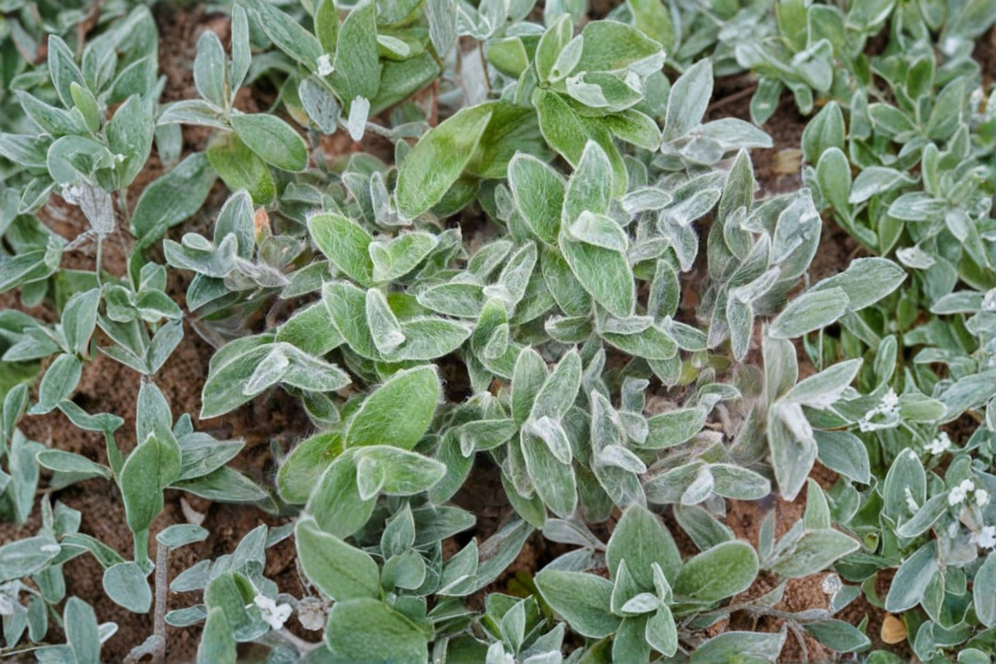 White Velvet Tradescantia Live Plant | Tradescantia sillamontana | Fuzzy Succulent Houseplant Starter