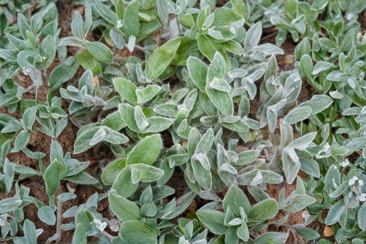 White Velvet Tradescantia Live Plant | Tradescantia sillamontana | Fuzzy Succulent Houseplant Starter
